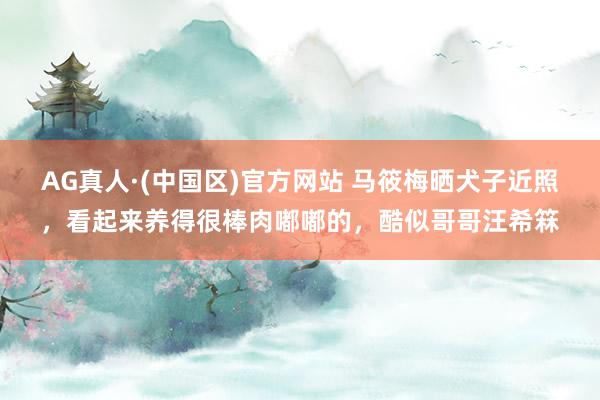 AG真人·(中国区)官方网站 马筱梅晒犬子近照,看起来养得很棒肉嘟嘟的,酷似哥哥汪希箖