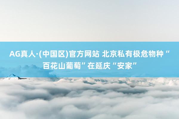 AG真人·(中国区)官方网站 北京私有极危物种“百花山葡萄”在延庆“安家”